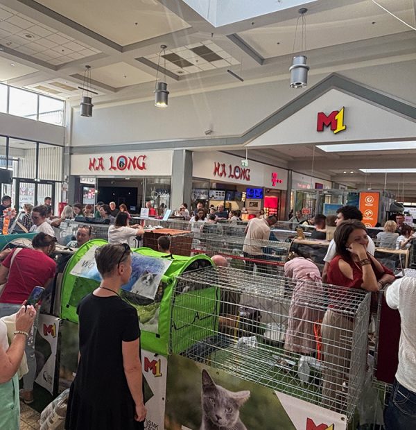 wystawa kotów w m1 Częstochowa