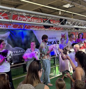wystawa kotów w m1 Częstochowa